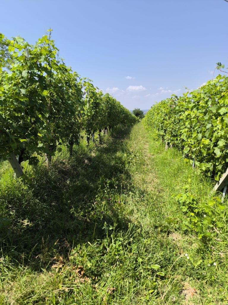 Vigneto inerbito